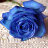 bluerose1